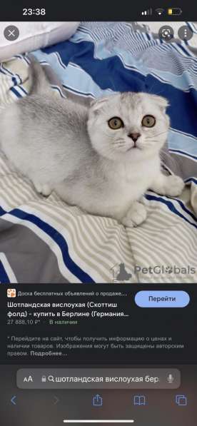 Хочу бурмиллу или шотландского вислоухого котёнка