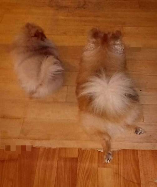 Памеранский Шпиц в Хабаровске фото 6