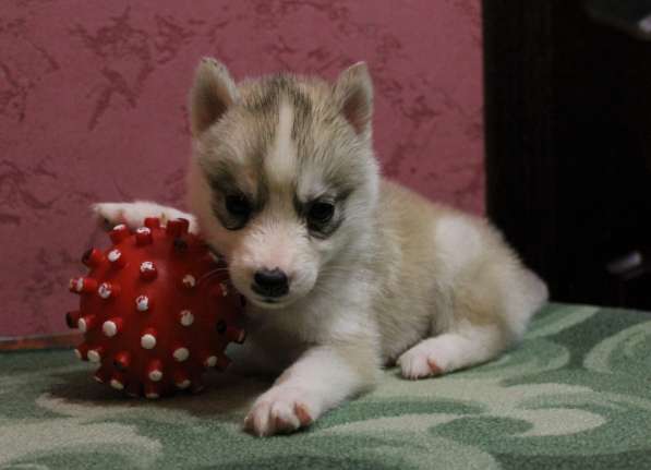 Щенки хаски Хороший выбор в Москве фото 5