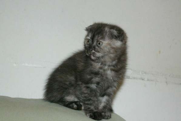 Шотландская вислоухая Скоттиш фолд в Москве