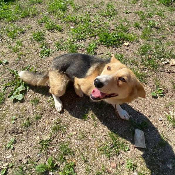 Милая маленькая собачка ищет дом в Санкт-Петербурге фото 16