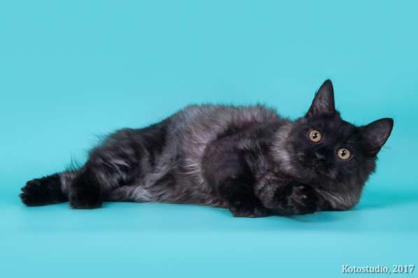 Котята курильского бобтейла в Пензе фото 12