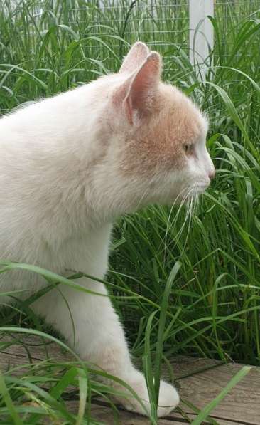 Ласковый спокойный котик Яша ищет дом в Москве фото 3