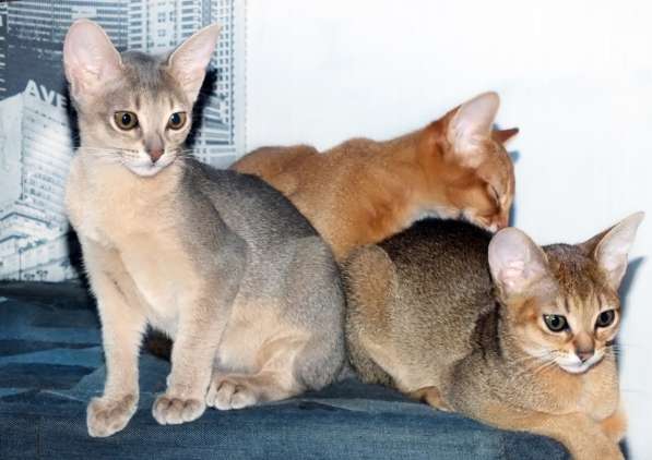 Абиссинские котята в фото 5