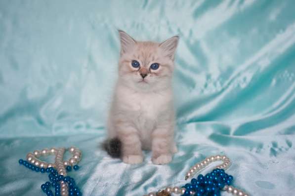 Сибирский котёнок Кристоф