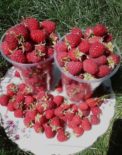 Продам свежую ягоду малину в Луганске в фото 3