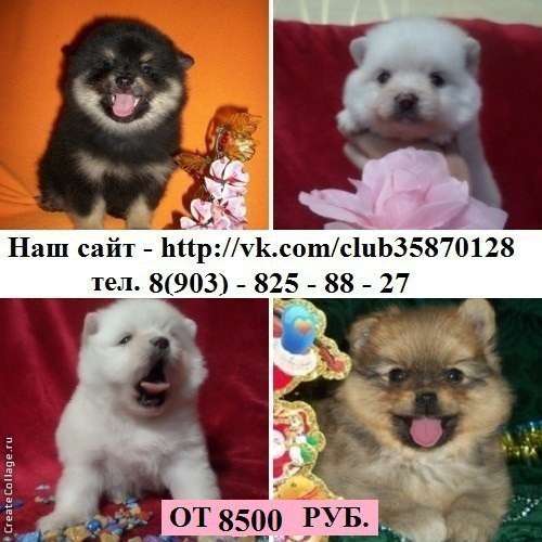 Щеночки шпица