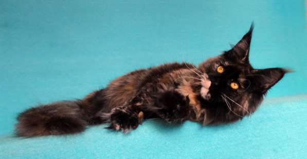 Апельсинки к Новому Году в Рязани фото 122