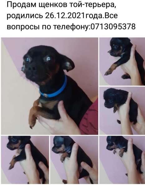 Продам щенков