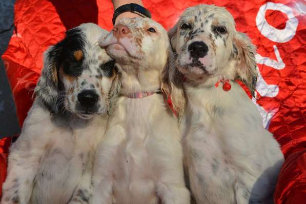 Английский сеттер щенки из элитного питомника в Москве фото 185