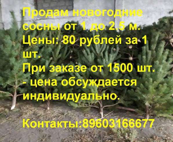 Продам оптом Новогодние Сосны!