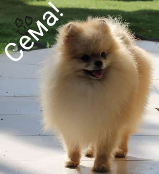 Мальчик померанского Шпица. Вязка в фото 3