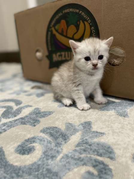 Котята Тигровые Британки в Долгопрудном фото 5