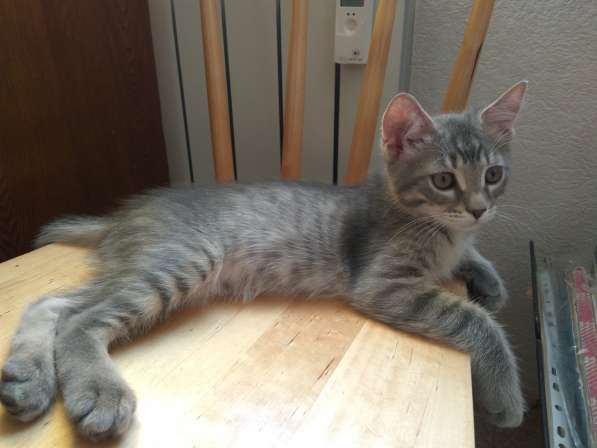 Котик 4 месяца отдам в заботливые руки в Пензе фото 3