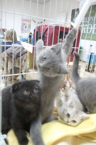 Продаются прекрасные котята в Краснодаре фото 4