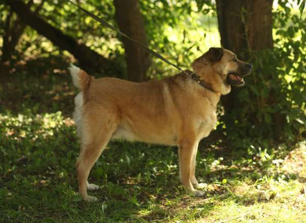 Кохинор ищет семью в Москве фото 60