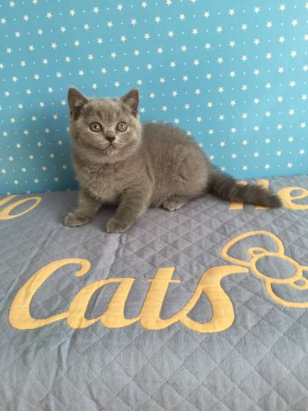 Питомник британских кошек в Москве фото 4