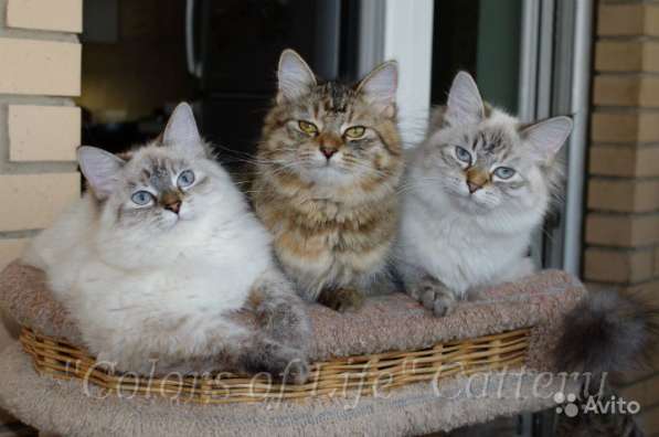 Сибирские котята различных окрасов