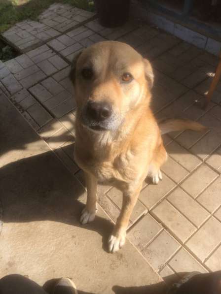 Отдам в хорошие руки в Санкт-Петербурге