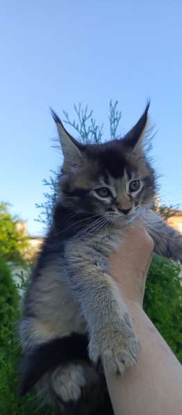 Котята мейн-кун