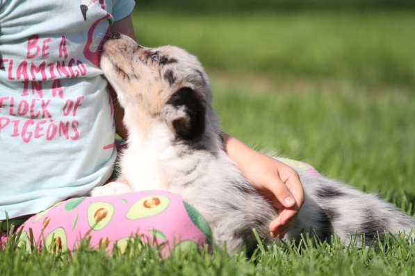 Вельш корги кардиган в Москве фото 3