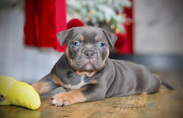 Девочка американского булли в Новосибирске