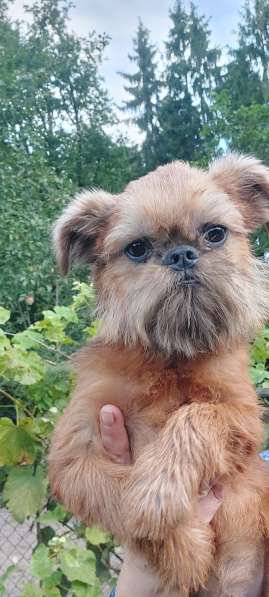 Брюссельский ГРИФФОН мальчик 4 мес в фото 3