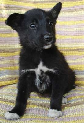 Щенки 2,5 месяца, мальчики в Санкт-Петербурге