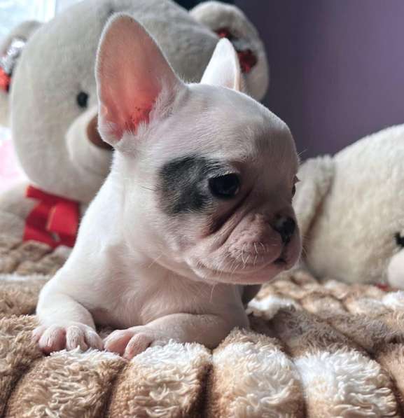 Щенки в Уссурийске фото 6