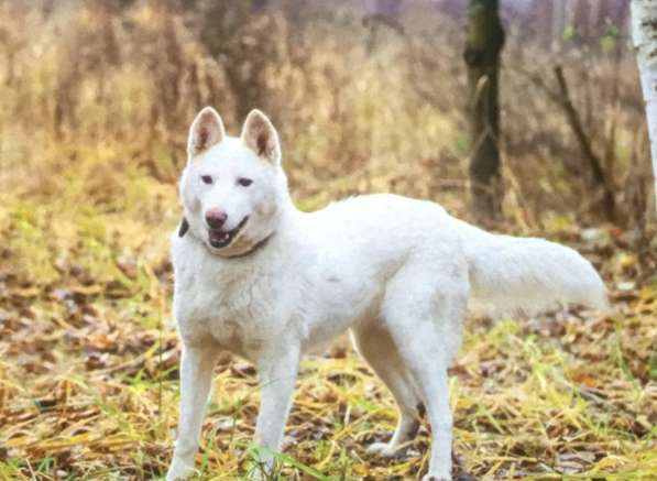 Лета ищет дом и любимую семью