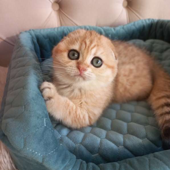 Шотландские котята золотая шиншилла в Краснодаре фото 4