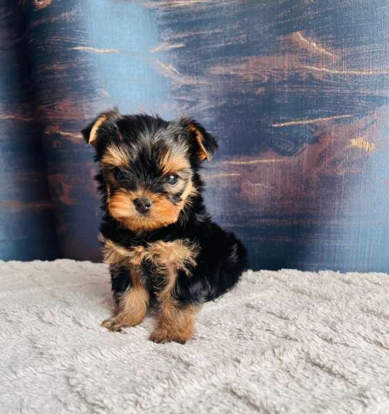 Йоркширский терьер в Уссурийске фото 3