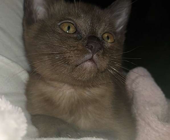 Европейская бурма