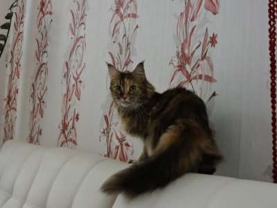Котята мейн-кун в Челябинске фото 3