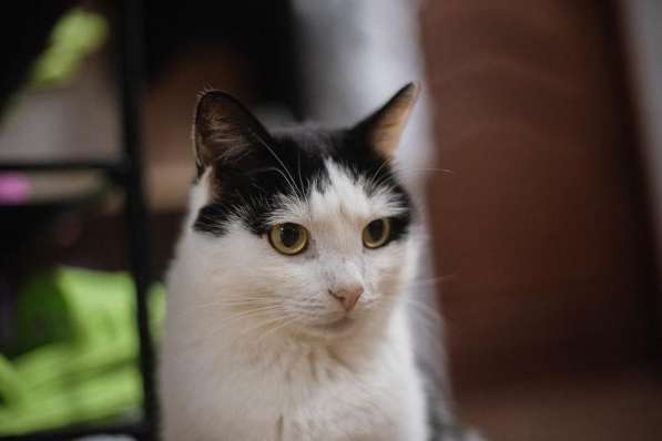 Ласковый котик Джон ищет семью в Москве фото 3