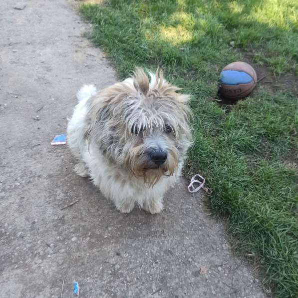 У Бубы сложная судьба и нет хозяйки в Москве