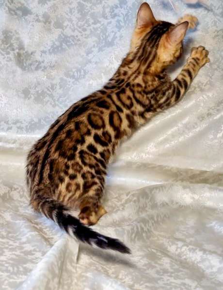 Бенгальские котята