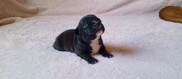 Щенки стаффи в Санкт-Петербурге