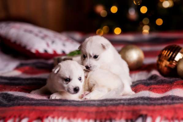 Открыта бронь на щенков хаски в Москве фото 14