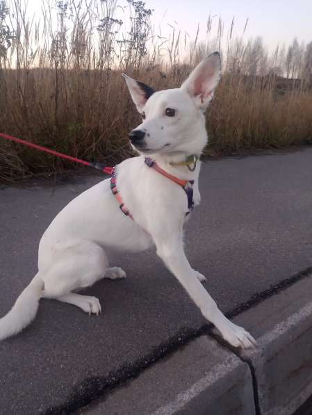 Красивая собачка ищет дом в Санкт-Петербурге фото 5