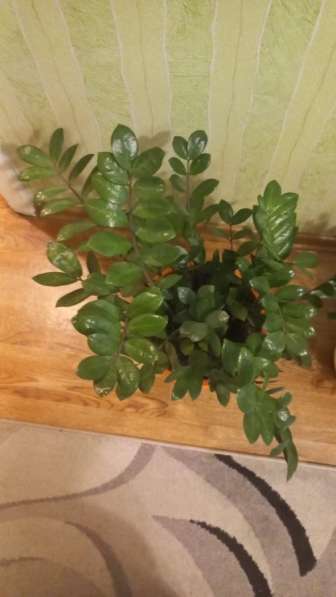 Продаются цветы в Сургуте фото 5