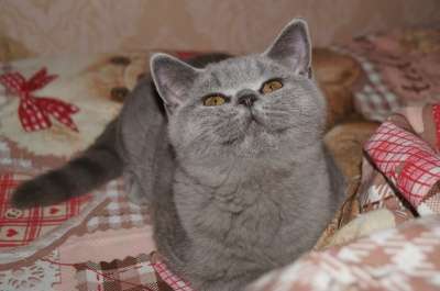 Британские котята в Иванове фото 4