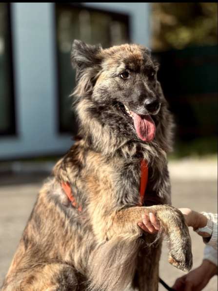 Пушистая красавица собака Дюша в добрые руки