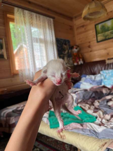 Котята в Владимире фото 5
