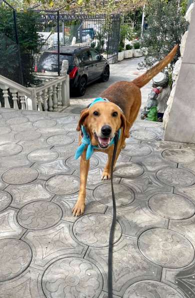 Рыжулик- метис русской гончей в добрые руки! в Москве фото 3