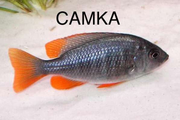 Цихлиды Каданго в Новороссийске фото 3