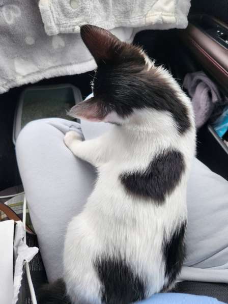 Котята ищут любящую семью в фото 12