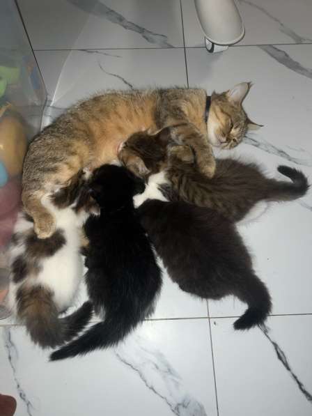 Шотландские котята в Москве фото 3