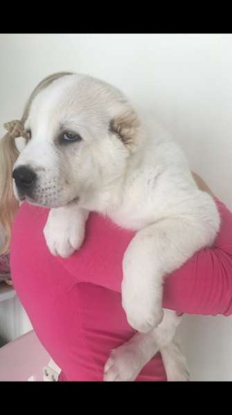 АЛАБАИ ЩЕНКИ в фото 16