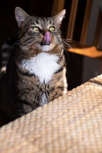 Вальяжный Боб в Москве фото 15